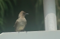 Common Bulbul